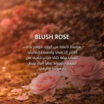 Blush Rose - Image 2